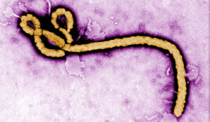 Ebola Virus